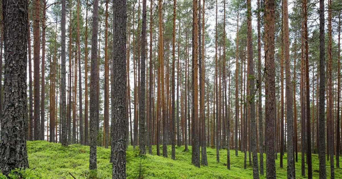 CSS Container Queries 教學：響應式設計的新時代終於來了